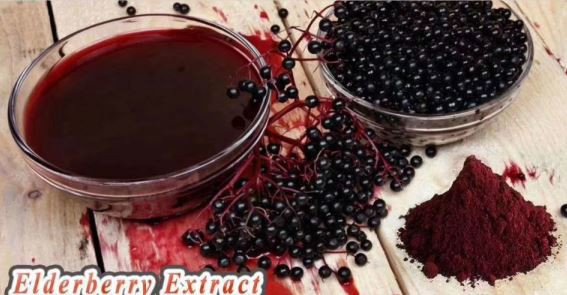 elderberry extract manufacturers supply elderberry extract manufacturers supply
