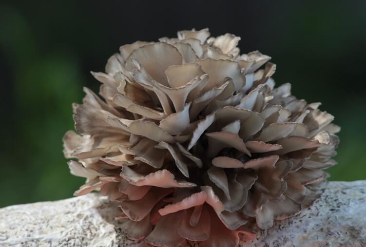 Grifola Frondosa extract