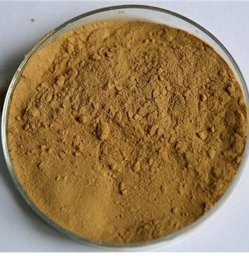 Grifola Frondosa extract-1