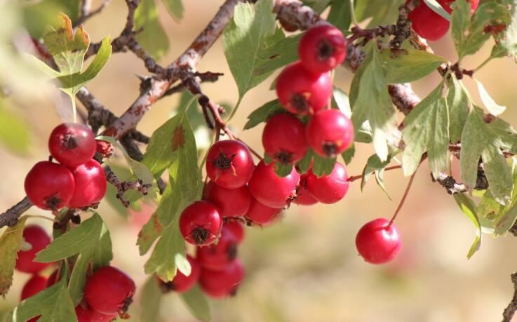 Organic Hawthorn Powder