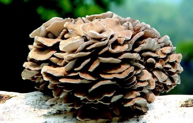 Maitake Mushroom Extract