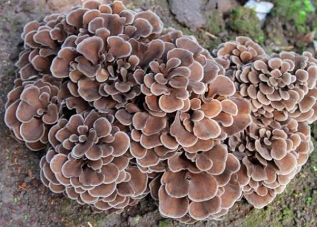 Maitake Mushroom Extract-1