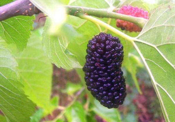 Mulberry Fruit Powder