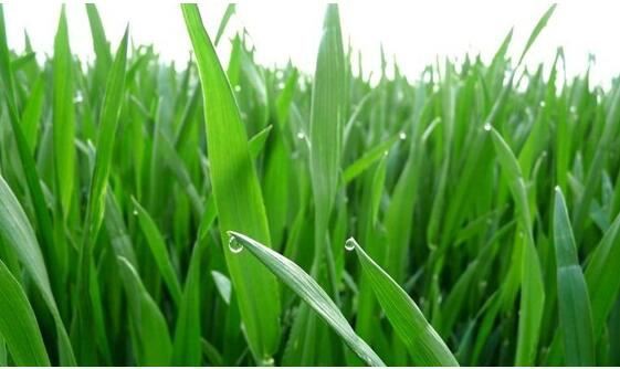 Barley Grass Powder-1