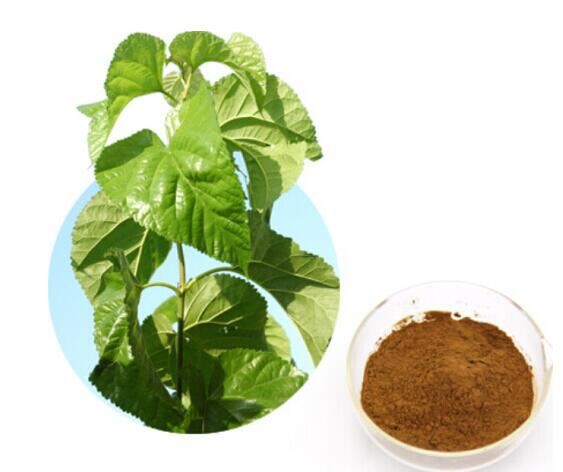 Mulberry Leaf Extract Powder