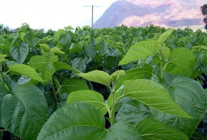 Mulberry Leaf Extract Powder-1