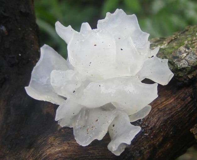 Tremella Fuciformis Sporocarp Extract