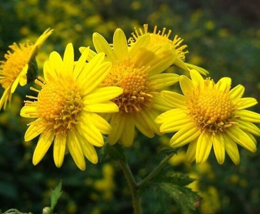 Wild Chrysanthemum Extract