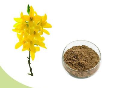 Forsythia Suspensa Extract-1