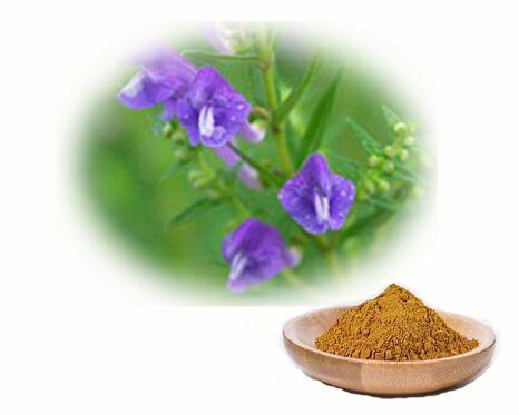 Skullcap Root Extract