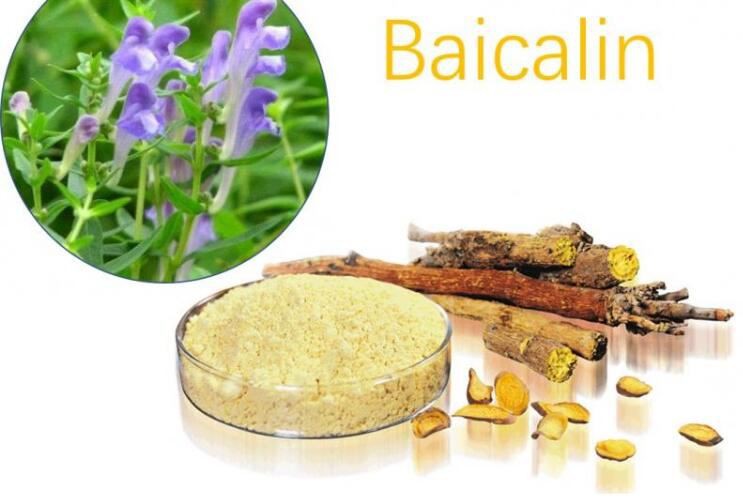 Skullcap Root Extract-1