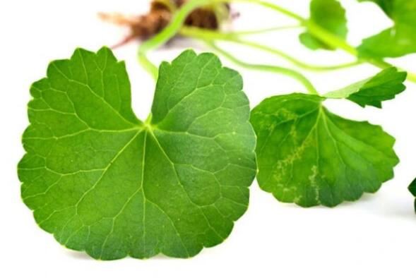 centella asiatic extract-1