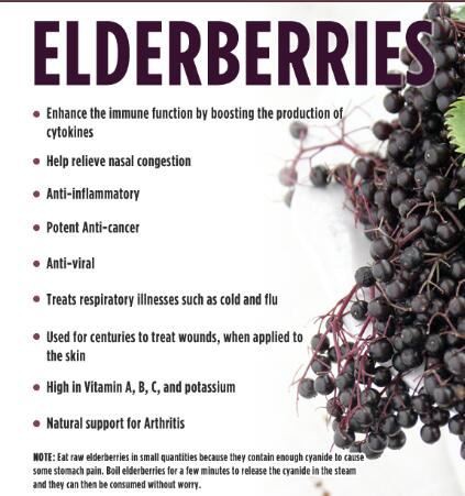 Elderberry Extract Powder Benefits.jpg Elderberry Extract Powder Benefits.jpg