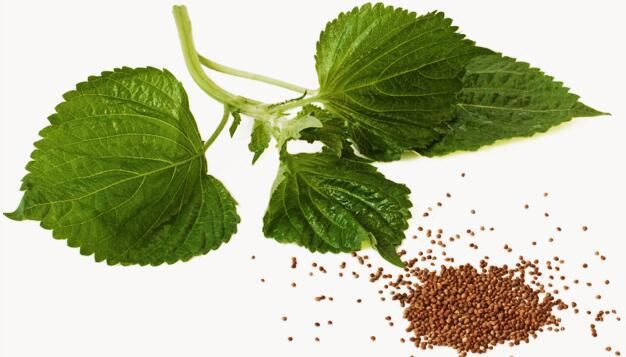 Perilla Seeds Powder-1