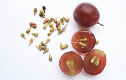 Grape Seed Powder-1