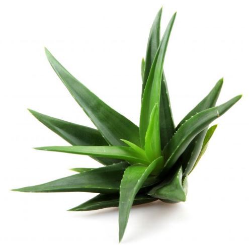 Organic Aloe Vera Powder-1