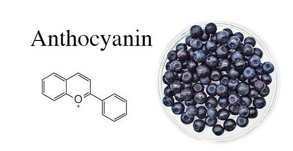 Anthocyanin Powder benefits