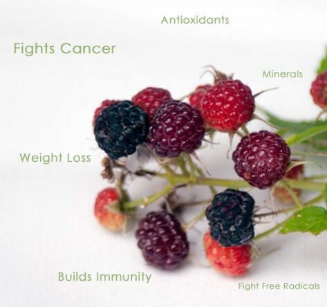 black raspberry powder benefits