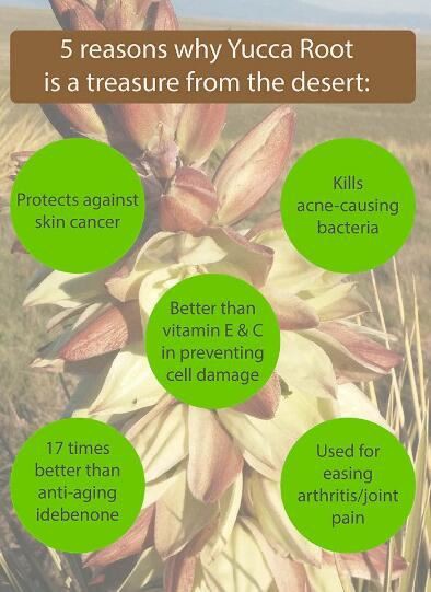 yucca root powder benefits
