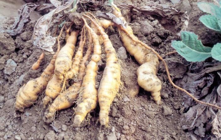 Rehmannia Root Benefits Rehmannia Root Benefits