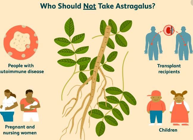 Astragalus Root benefits Astragalus Root benefits
