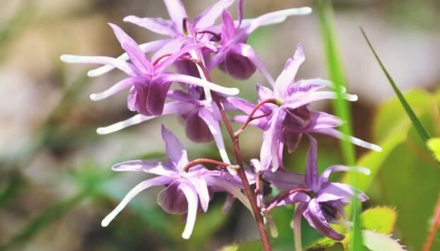 Epimedium Powder benefits