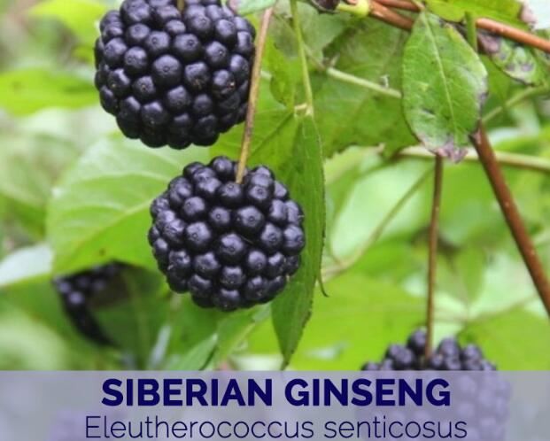 Siberian Ginseng Root benefits Siberian Ginseng Root benefits