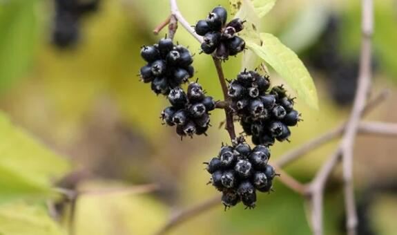 Acanthopanax benefits