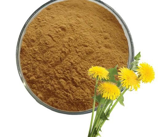 dandelion powder extract