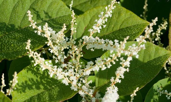 japanese knotweed benefits