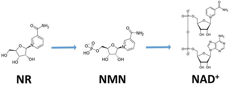 Nicotinamide Mononucleotide VS. Nicotinamide Riboside