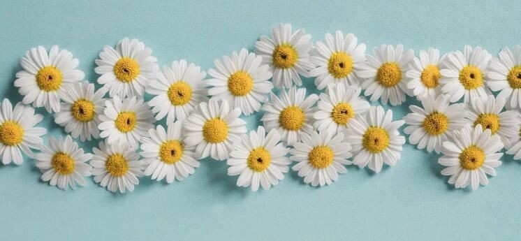Chamomile Flower Powder Benefits