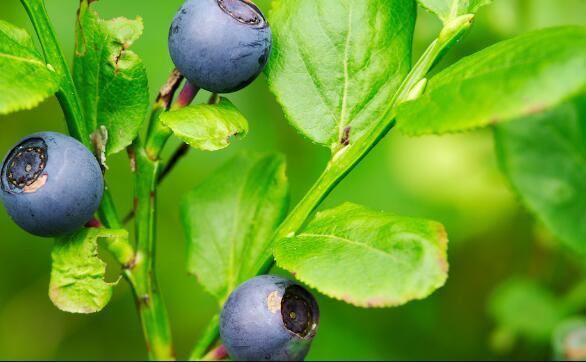 Bilberry fruit BENEFITS