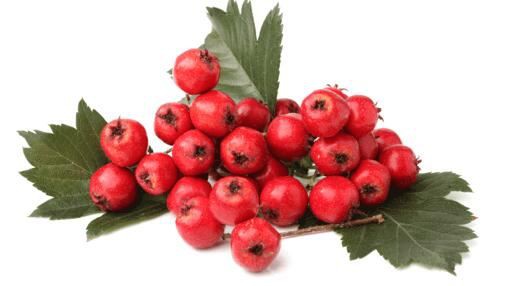 Hawthorn Berry Benefits Hawthorn Berry Benefits