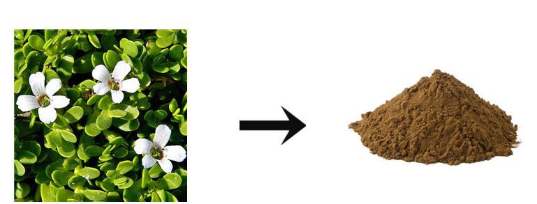 bacopa extract powder