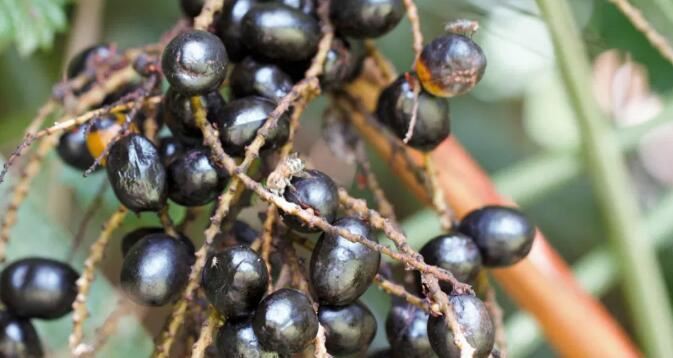 Saw Palmetto Berry Benefits