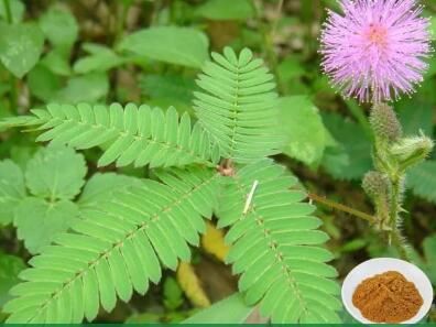 mimosa hostilis powder benefits