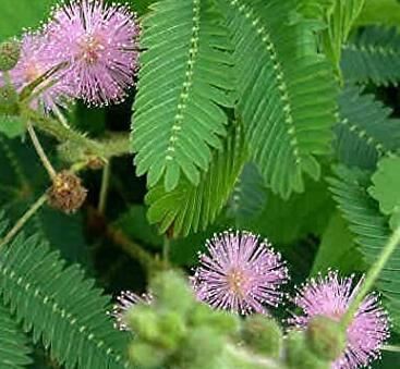 Mimosa Powder Benefits