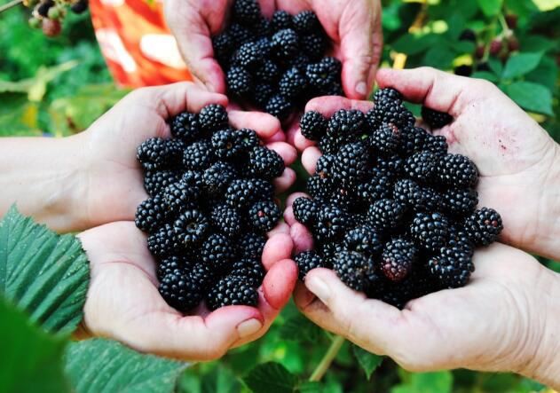 blackberry benefits.jpg