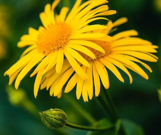 arnica montana benefits.jpg