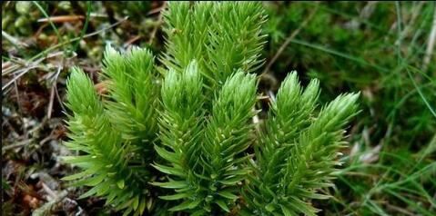 Huperzine A application