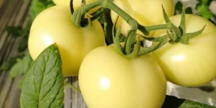 white tomato extract-2.png white tomato extract-2.png