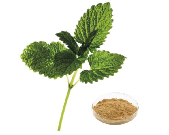 melissa officinalis extract.png