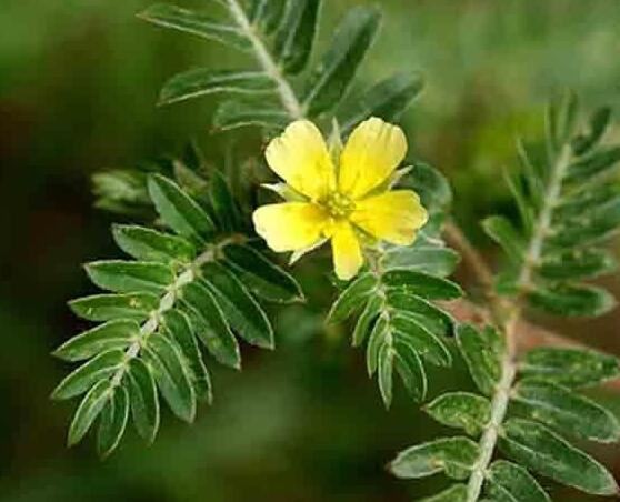 Tribulus Terrestris benefits