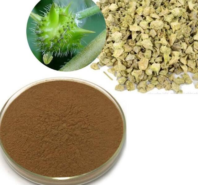 bulk tribulus terrestris extract powder.jpg bulk tribulus terrestris extract powder.jpg