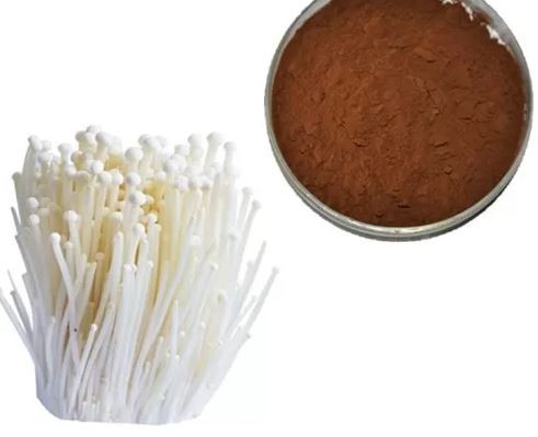 enoki musroom powder organic.png enoki musroom powder organic.png