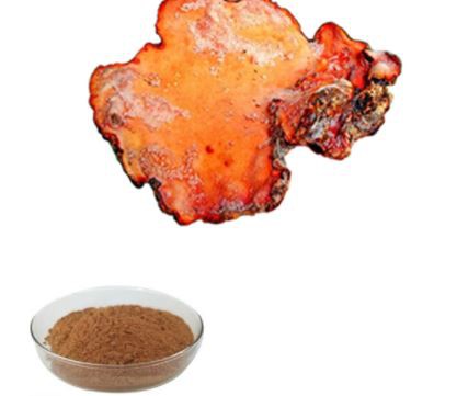 antrodia camphorata extract powder.png