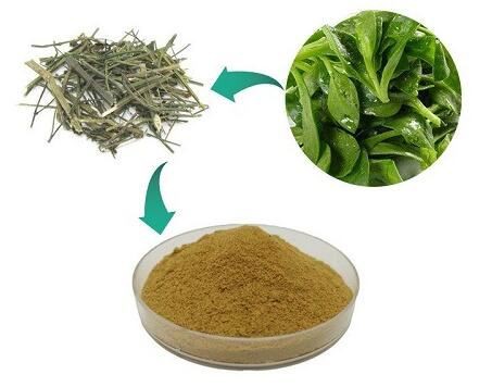 high quality andrographis paniculata extract.jpg high quality andrographis paniculata extract.jpg