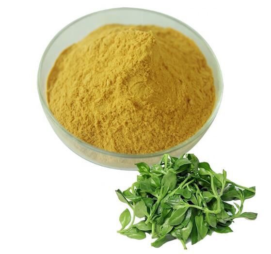 andrographis paniculata extract powder.jpg