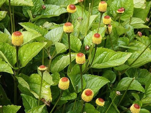 Acmella Oleracea.png